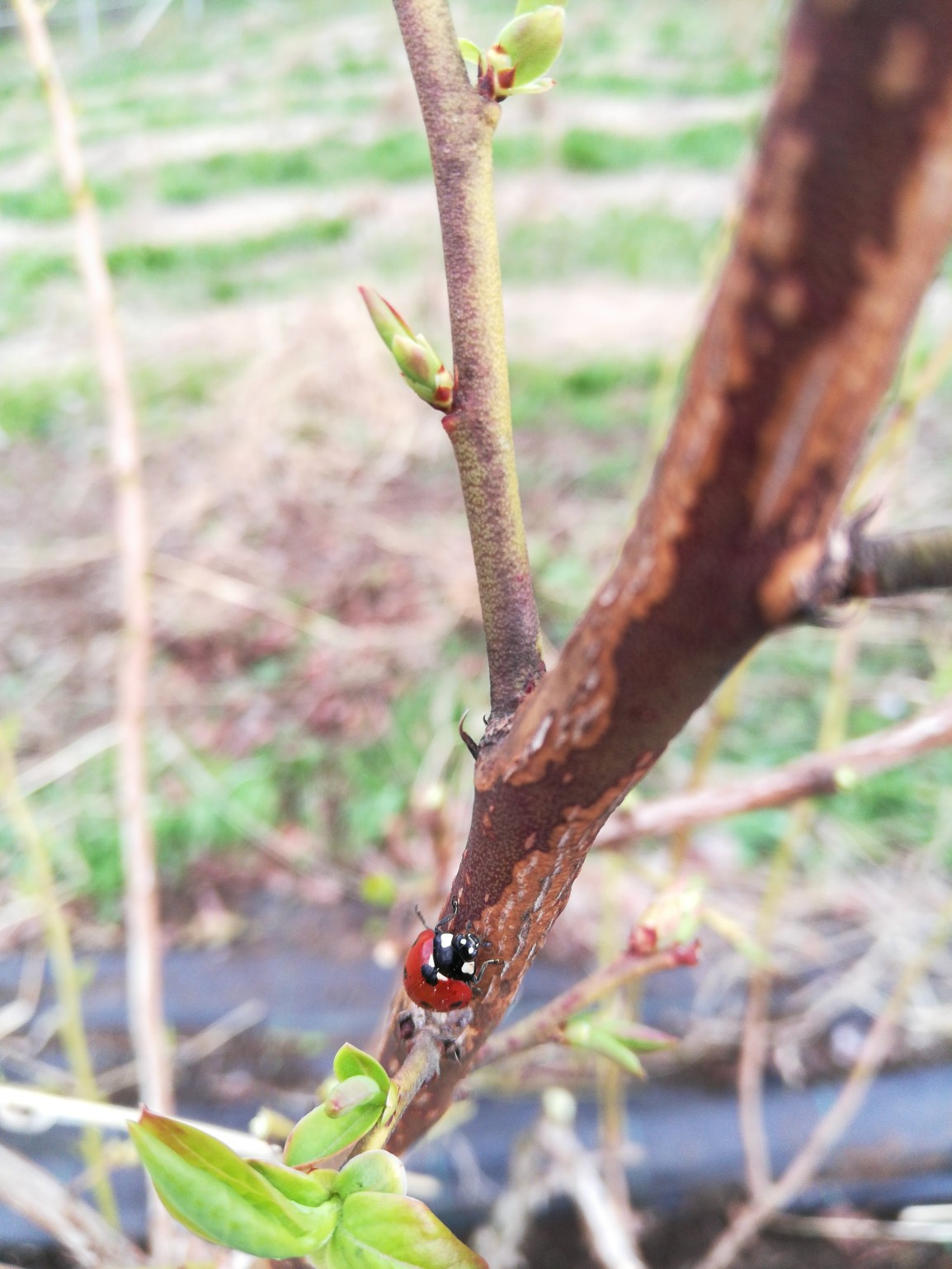 Un interessante approfondimento del Michigan State University MSU: “Annual growth cycle of northern highbush blueberry”