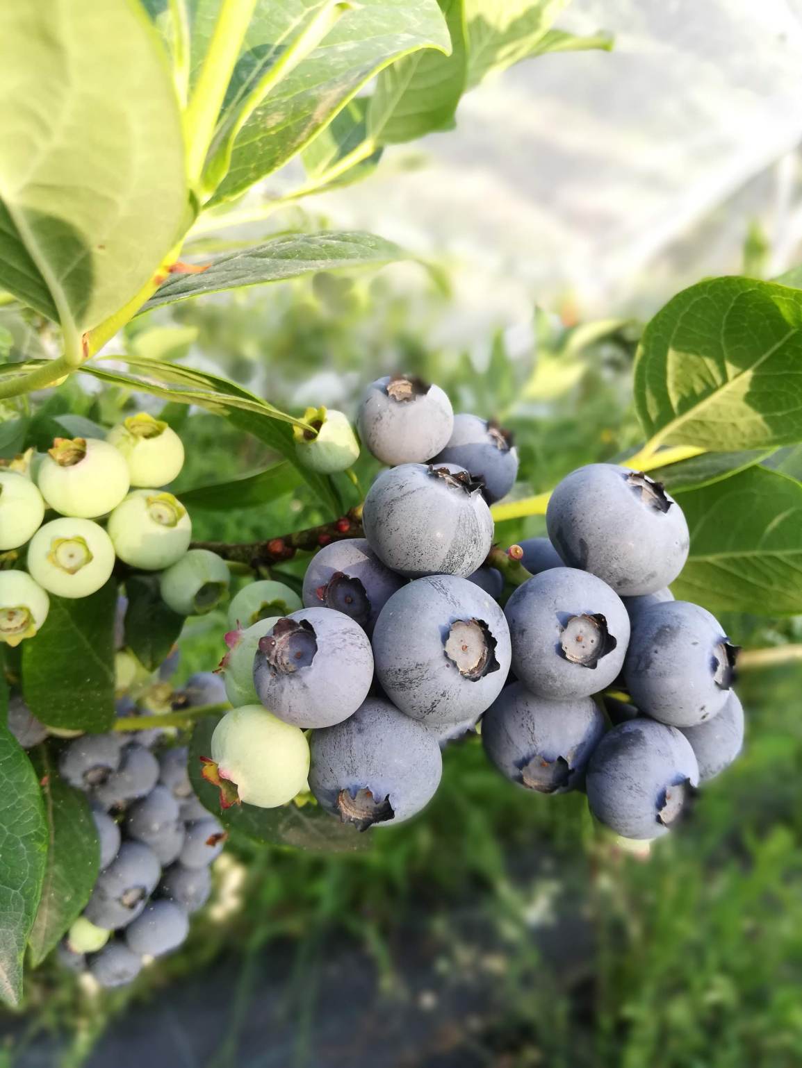 Finalmente si comincia!