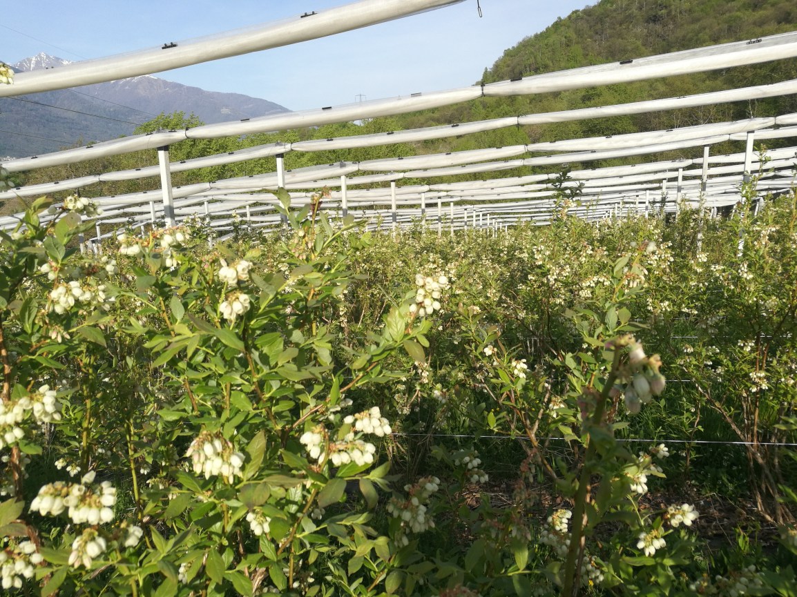 Ottima la fioritura dei&nbsp;mirtilli