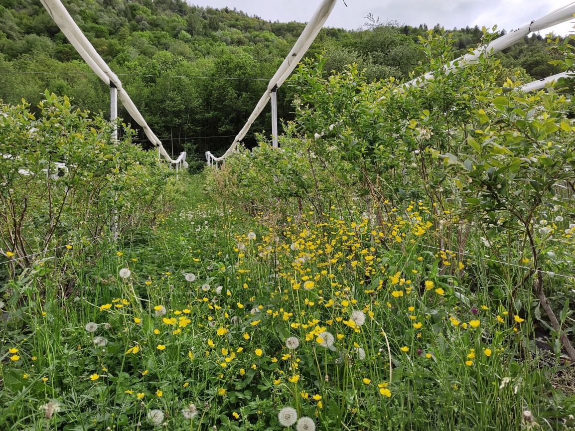 Inerbimento biodiverso