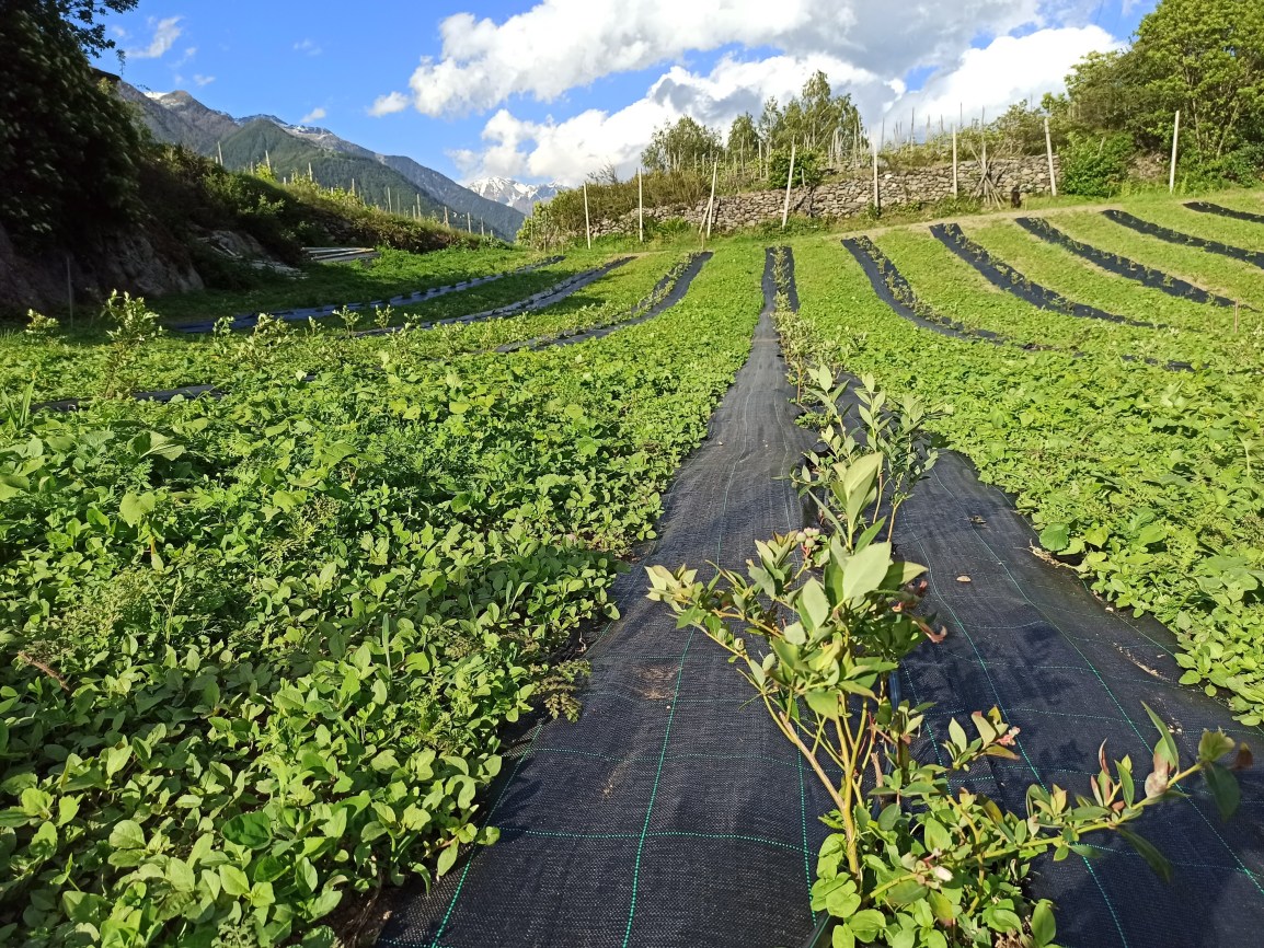 Nuovo impianto con&nbsp;sovescio
