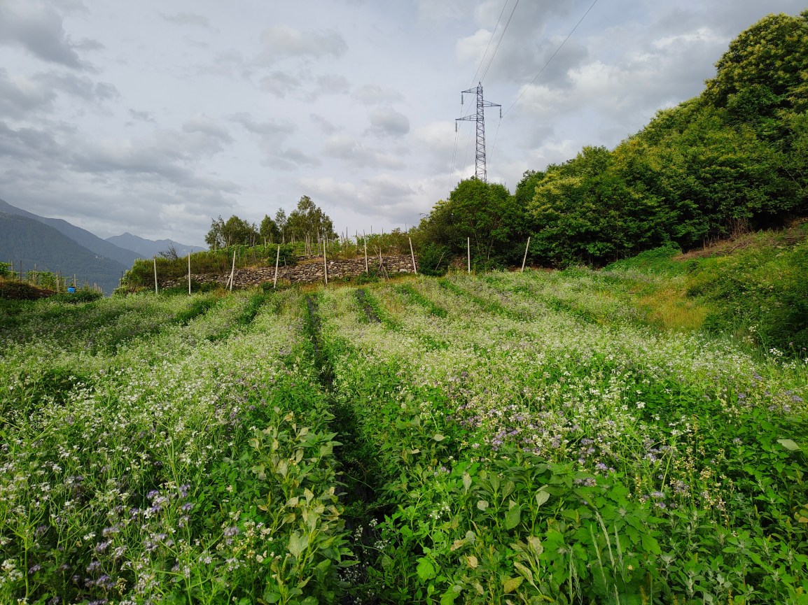 Cronistoria di un&nbsp;sovescio