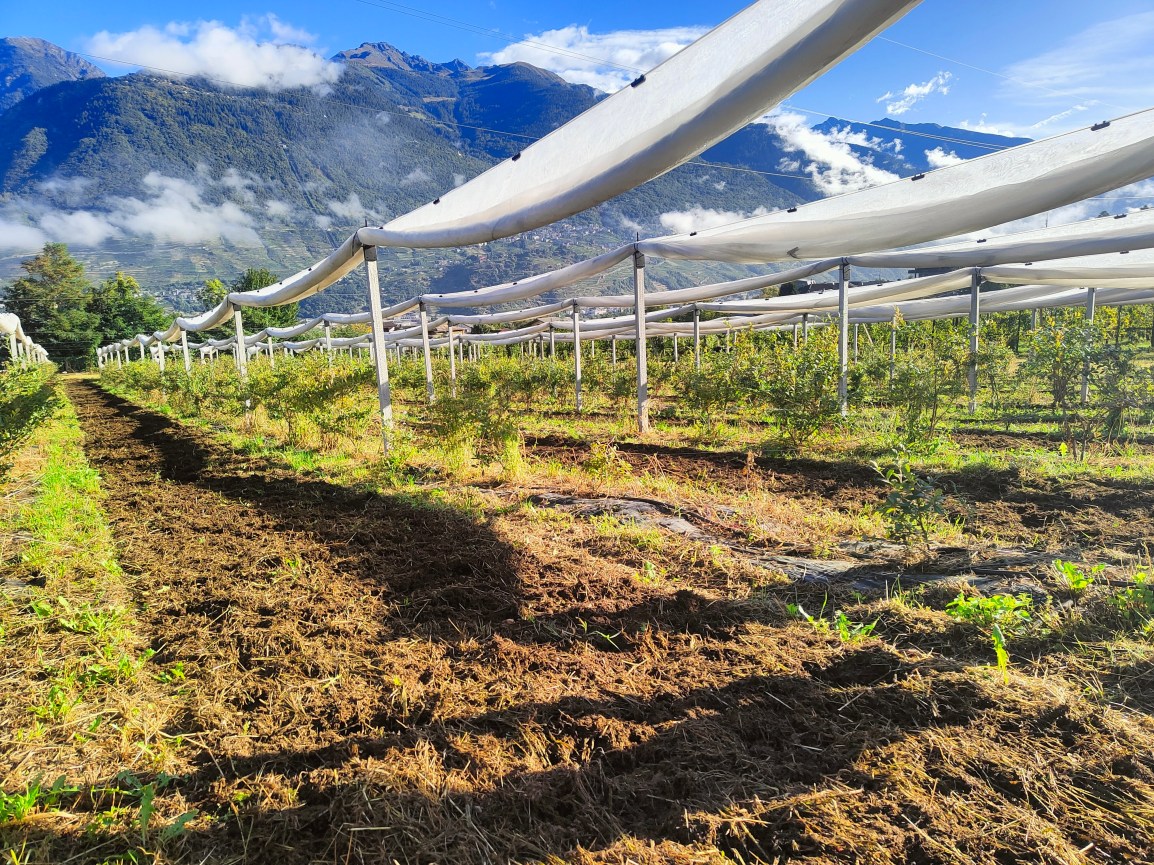 Iniziamo oggi a presentare i nostri campi con brevi&nbsp;filmati