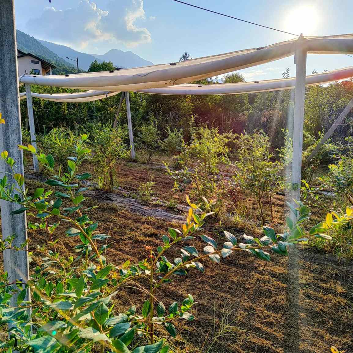 Golden hour in&nbsp;Alpesagia