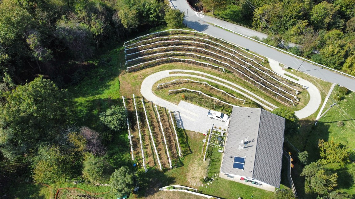 Impianto di mirtillo varietà Liberty “casa”