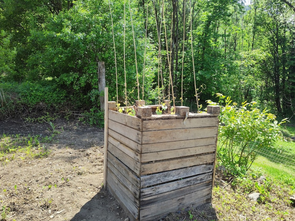 Prove di coltivazione della Dioscorea batatas&nbsp;BIO