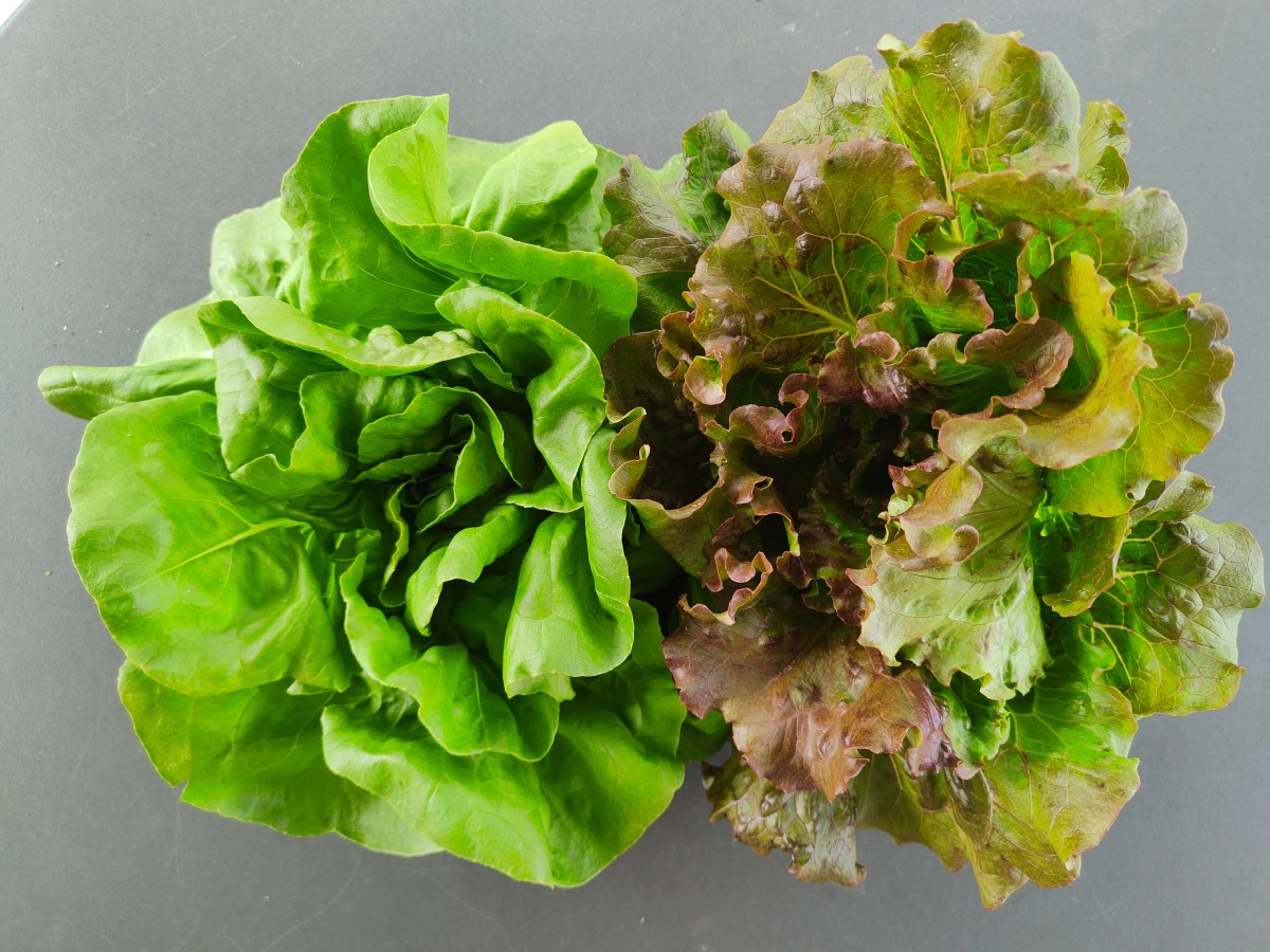 Iniziata la raccolta delle lattughe&nbsp;BIO/BD