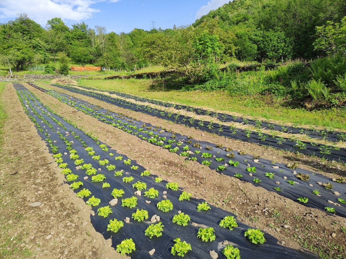 Partiti con l’orticoltura!