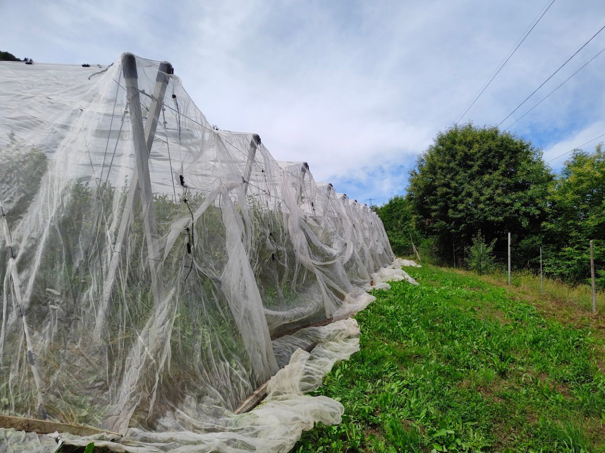 La stagione dei mirtilli&nbsp;2022