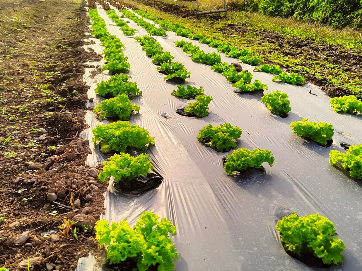 Una stagione di orto bio-logico, dinamico,&nbsp;intensivo