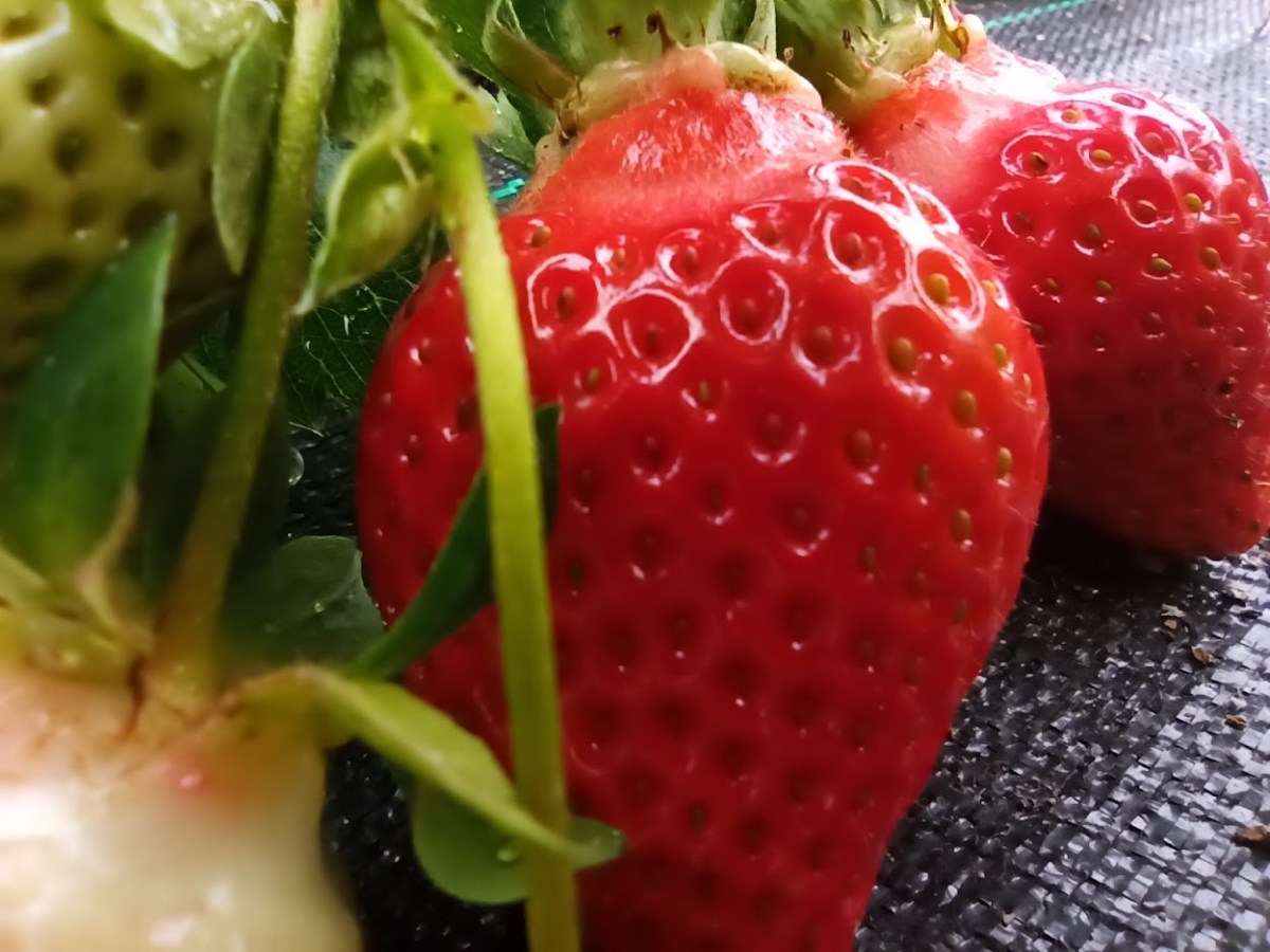 Sono tornati i prodotti dell’orto&nbsp;Alpesagia