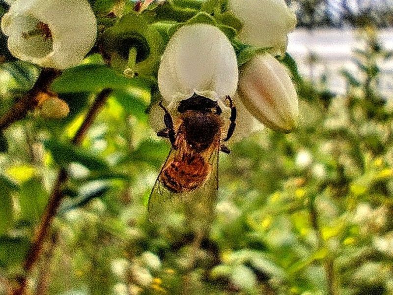 Fine fioritura su&nbsp;mirtillo