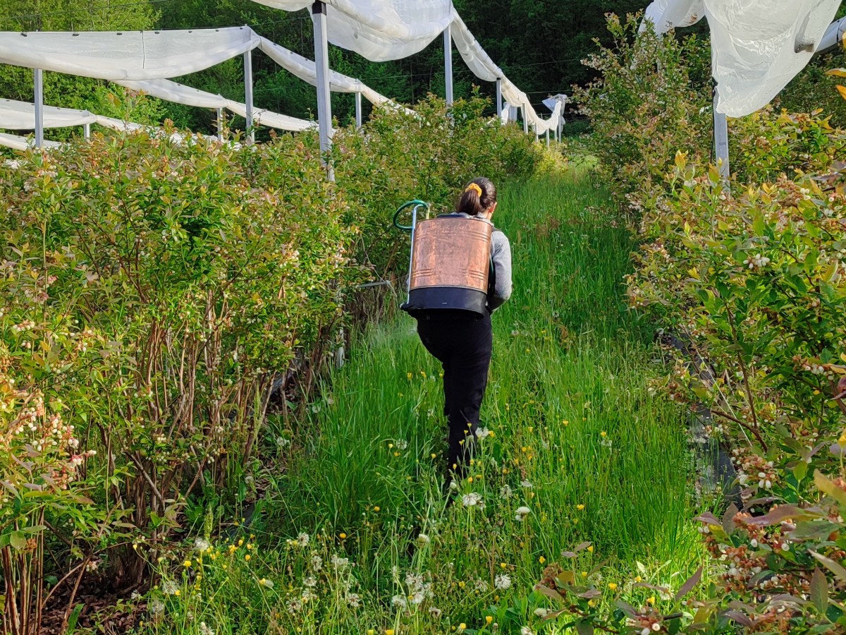 Agricoltura biodinamica: le ragioni della nostra&nbsp;scelta
