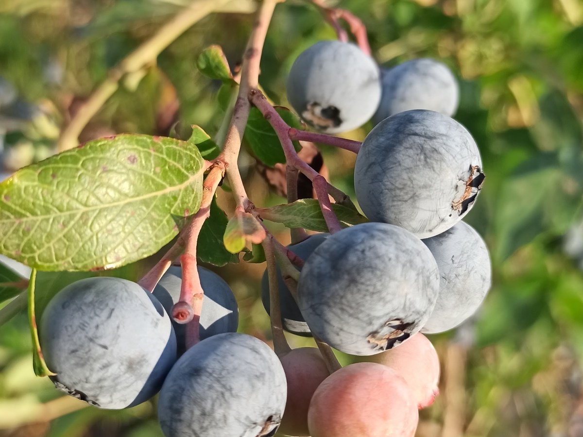 Le proprietà salutistiche del Mirtillo Biodinamico made in Alpes&nbsp;Agia