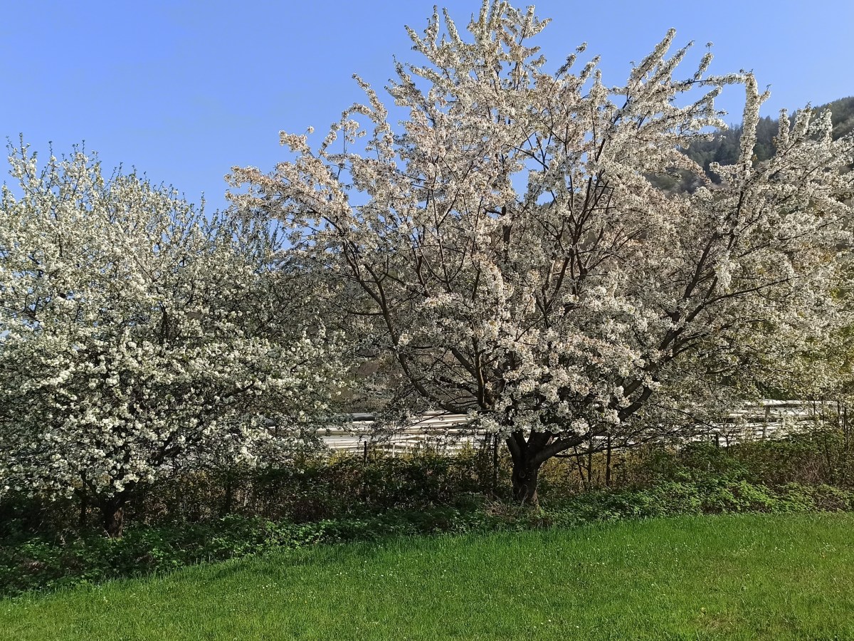 Primavera: Energie e Fioriture in Alpes&nbsp;Agia