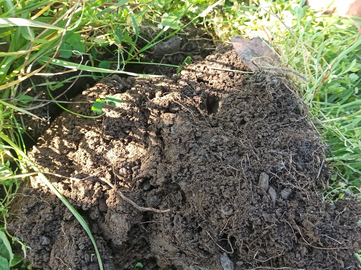 I Fatti dietro la Biodinamica: La rinascita del suolo in Alpes&nbsp;Agia